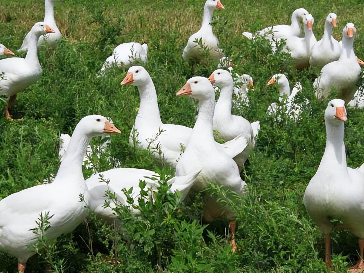 鸭子预防霉菌,大鸭容易感染霉菌病吗
