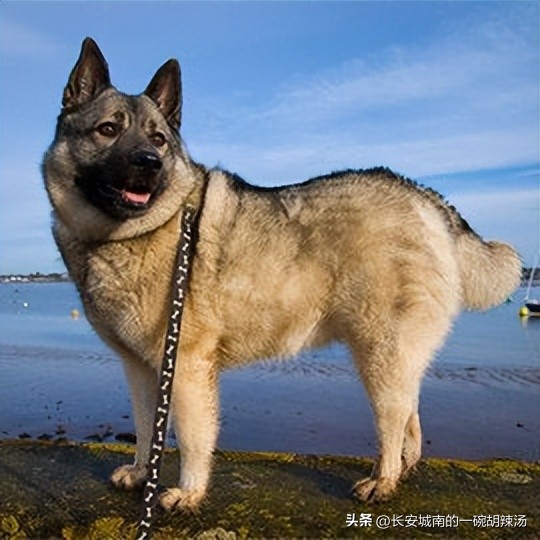 世界名犬大赛全程视频,西藏有哪些世界名犬