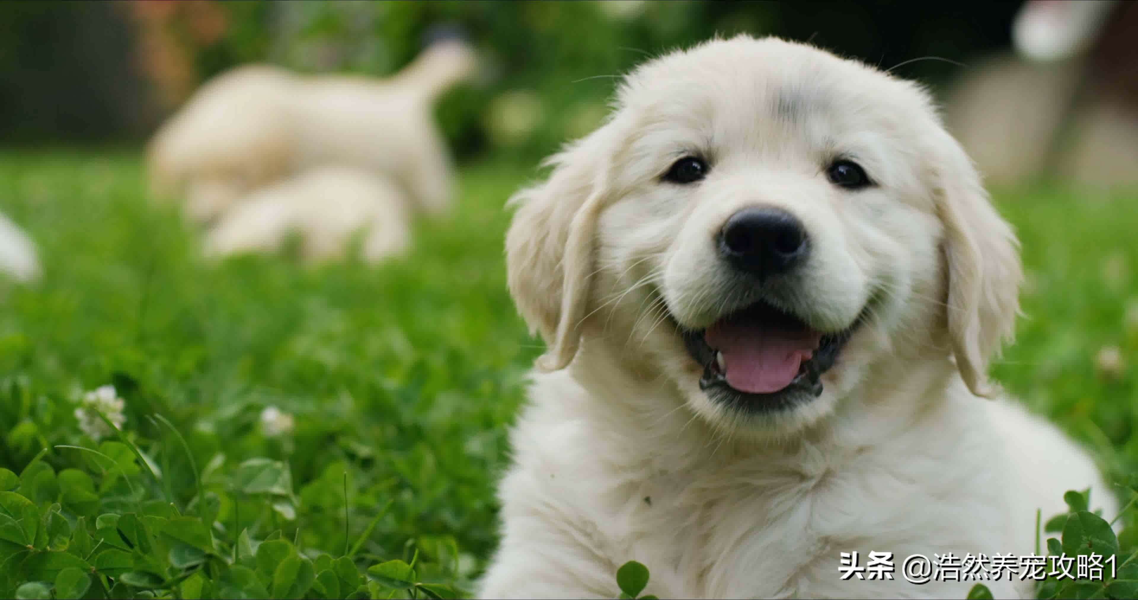 金毛怎么能养胖胖的,金毛瘦吃什么狗粮