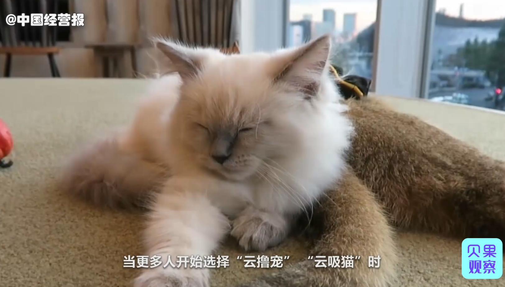 国内外猫咖近几年现状,猫咖到底有多强