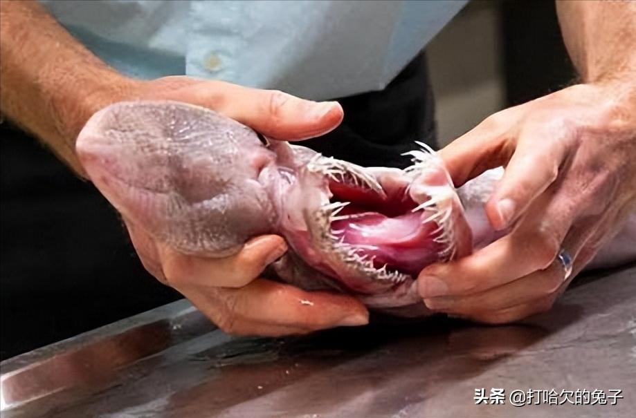 哥布林鲨有多恐怖,哥布林鲨真的存在吗