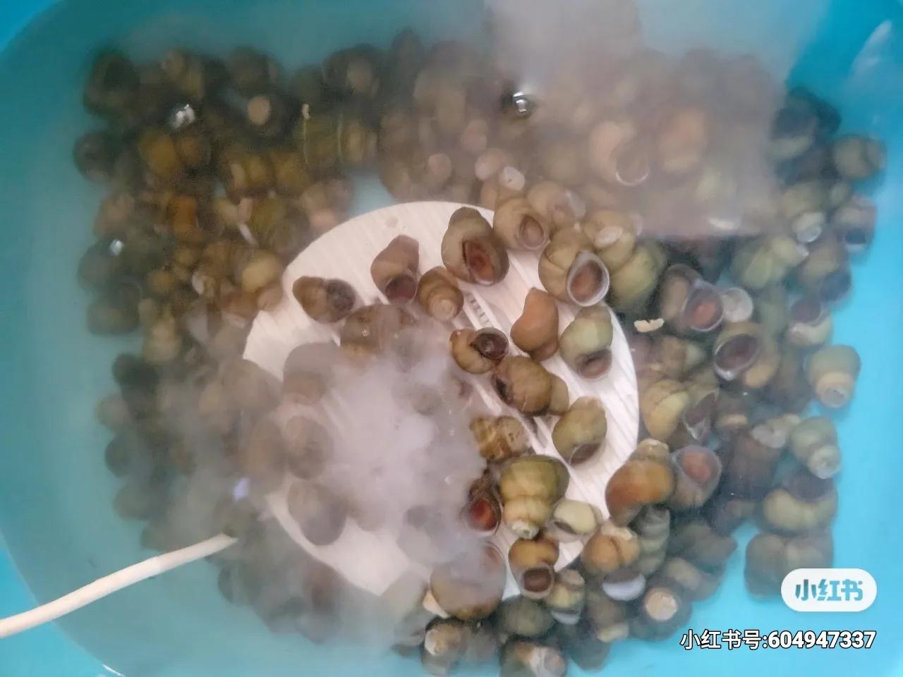 螺蛳怎么煮入味,贵州炒麻辣螺丝教学