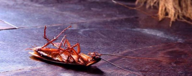 家里出现蟑螂该怎么寻找蟑螂,家里有蟑螂怎么办蟑螂最怕什么