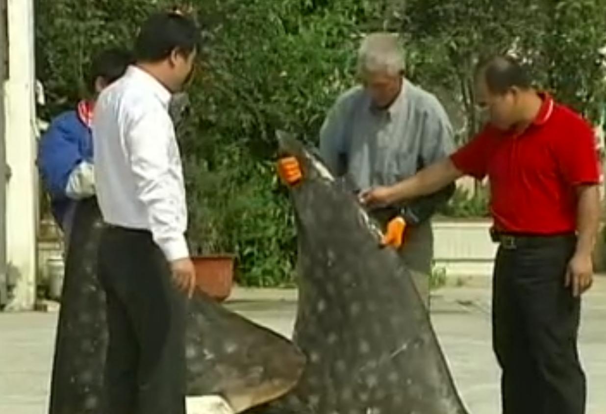 中国“鲨鱼村”的聪明商人：加工迷你“小鲨鱼”，年入3000万