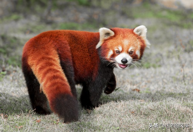 今日人生如棋局的经典语录大全,今日人生世事如常经典语录大全