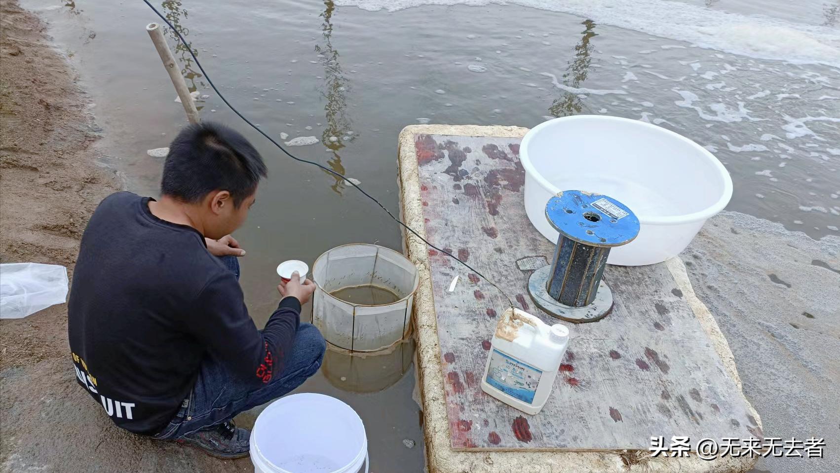 养南美白对虾一亩收益,南美白对虾60-70天快速养殖