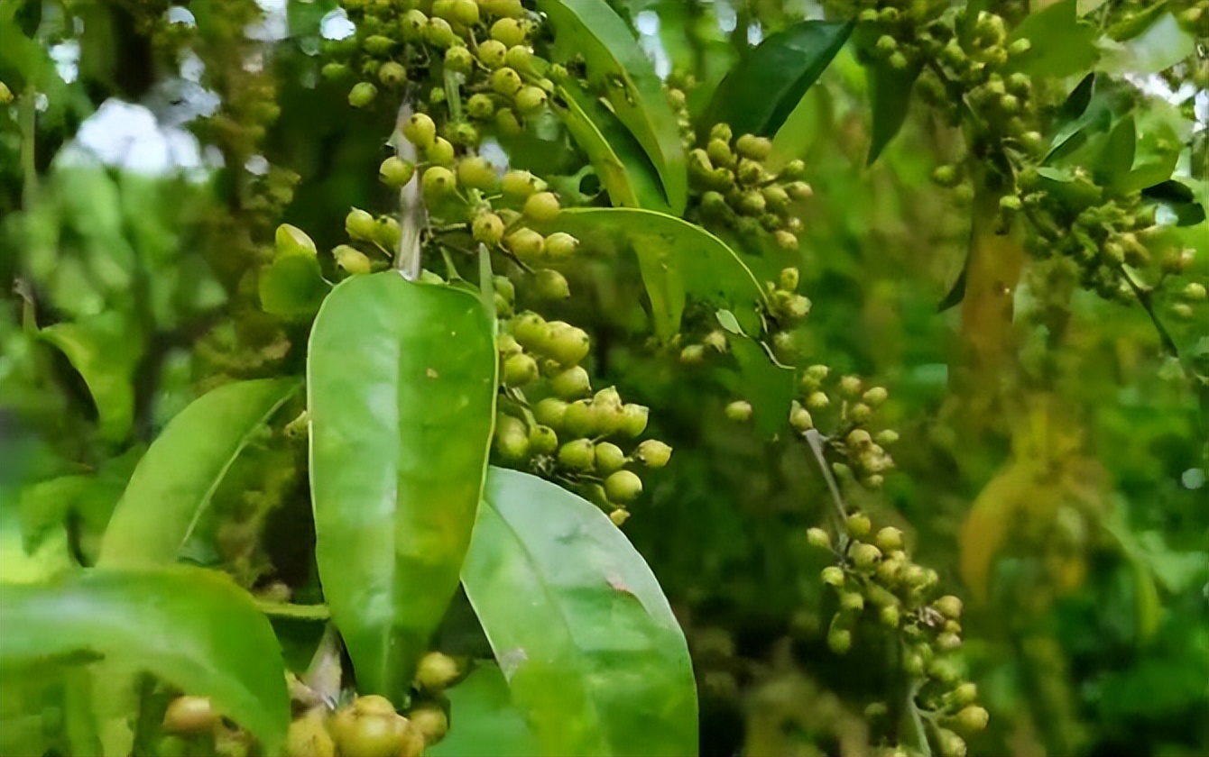 非洲本土植物与水果的独特性
