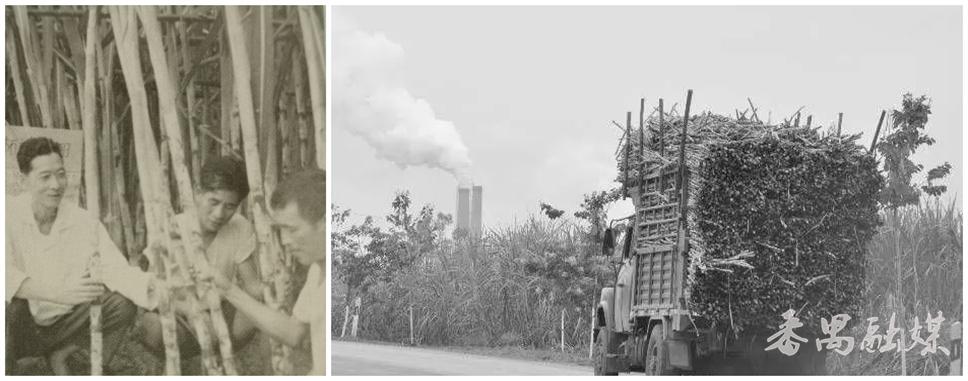 广东番禺老糖厂,番禺老糖厂