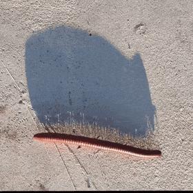 头皮发麻！哈尔滨一村子一夜之间，有毒黑虫爬满街道，咬人咋办？