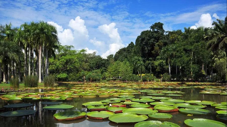 云南西双版纳旅游攻略app,云南西双版纳旅游攻略自由行12月