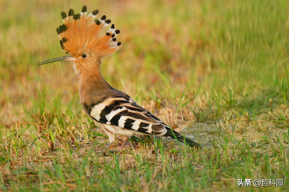 谷雨节气花信风视频,谷雨二候花信风