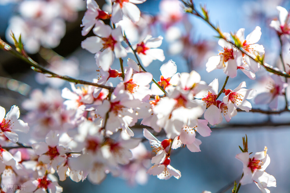 具有代表性的桃花古诗,古诗中描写桃花的诗句有哪些