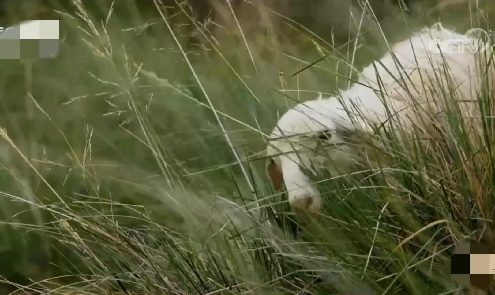 小伙承包80亩土地变成基本农田,农村小伙承包300亩地