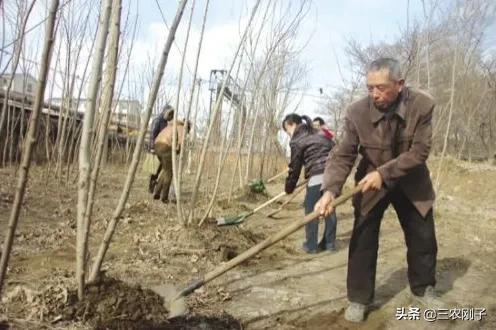 农村邻居紧挨地边种树怎么办,农村路边种树怎么处理