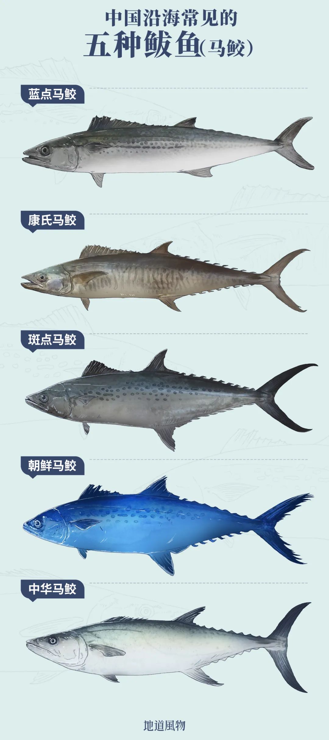 南方马鲛和北方马鲛哪个好吃,山东鲅鱼与南方马鲛鱼哪个好吃