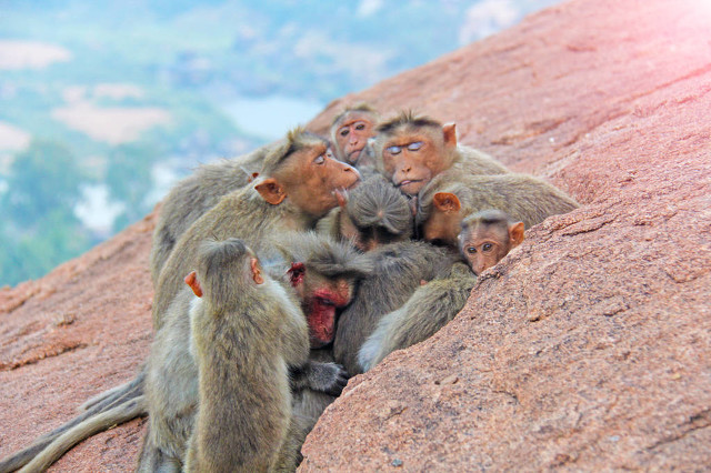 属猴的人适合和什么属相谈恋爱,生肖猴一生最亲的人是谁