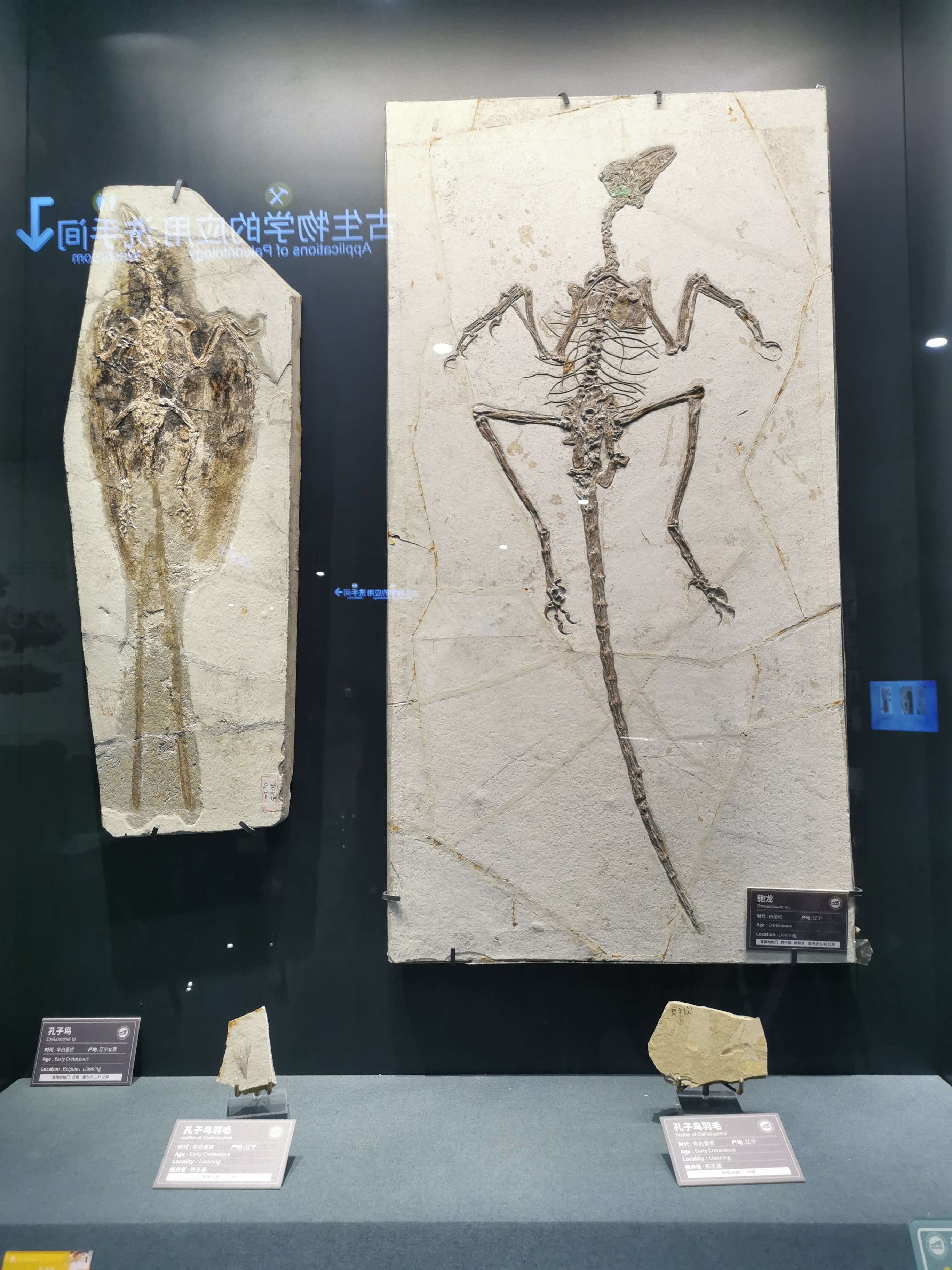 南京古生物博物馆观后感,古生物博物馆南京参观路线