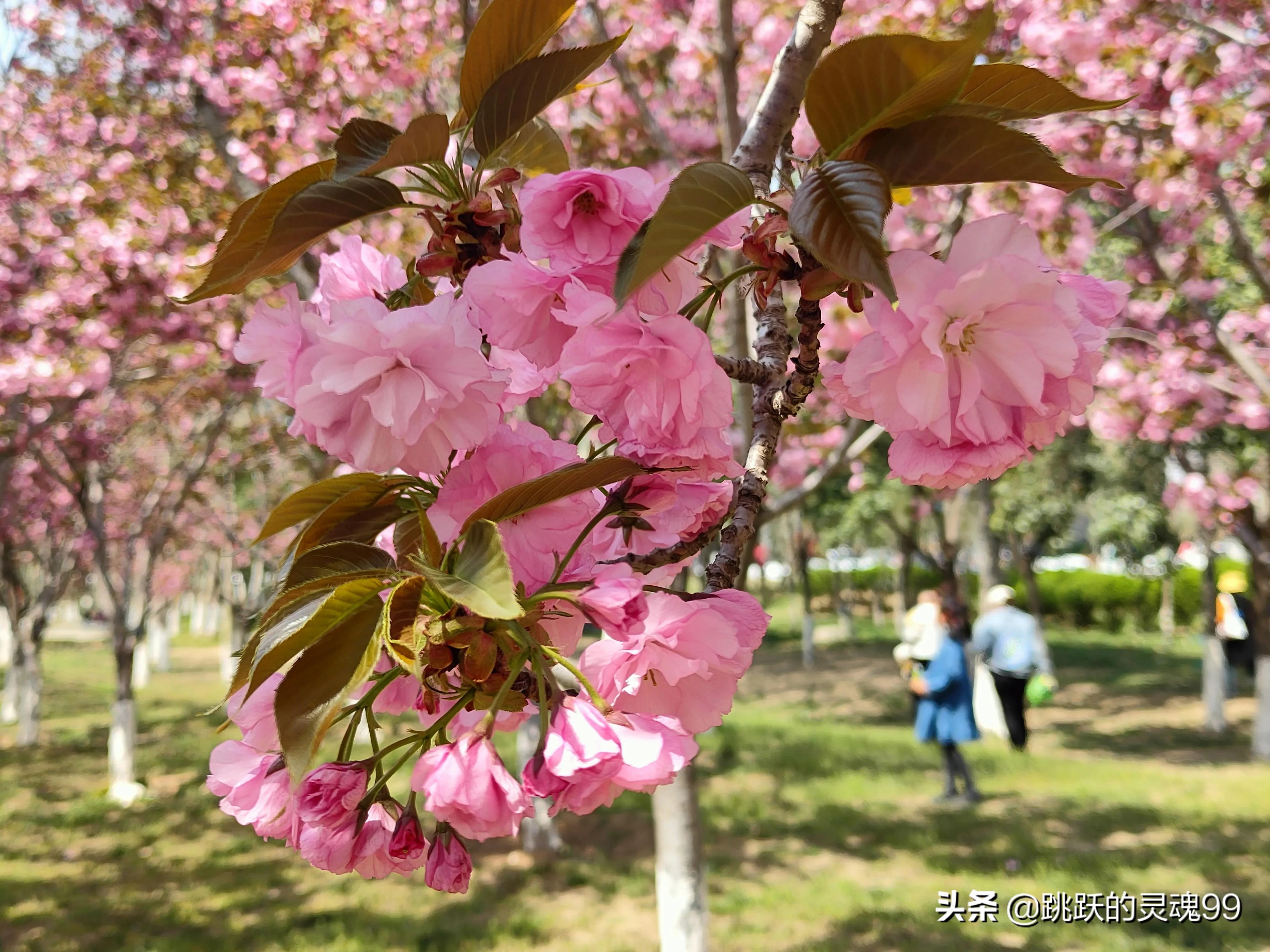 豪爵afr125踏板售价现在有优惠吗,万元内150豪爵踏板