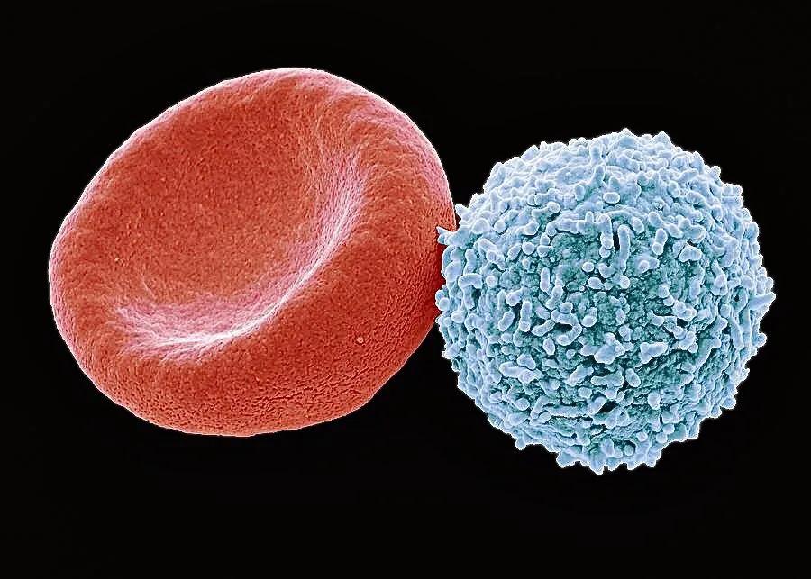 显微镜观察人体的四种组织图片,人体显微镜下的样子