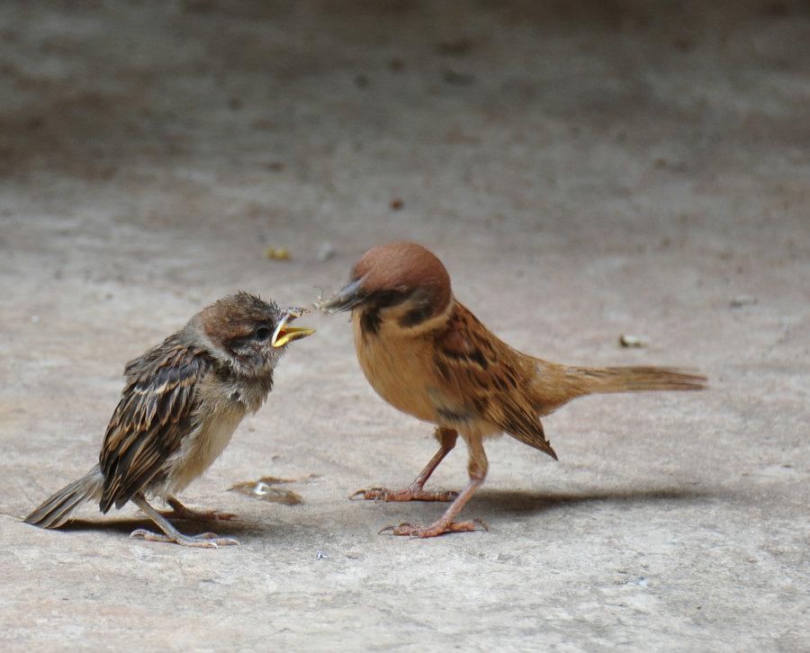 我亲身经历的社会事件作文,社会经历和感悟