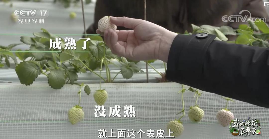 丹东九九草莓和红颜区别,丹东九九草莓新品