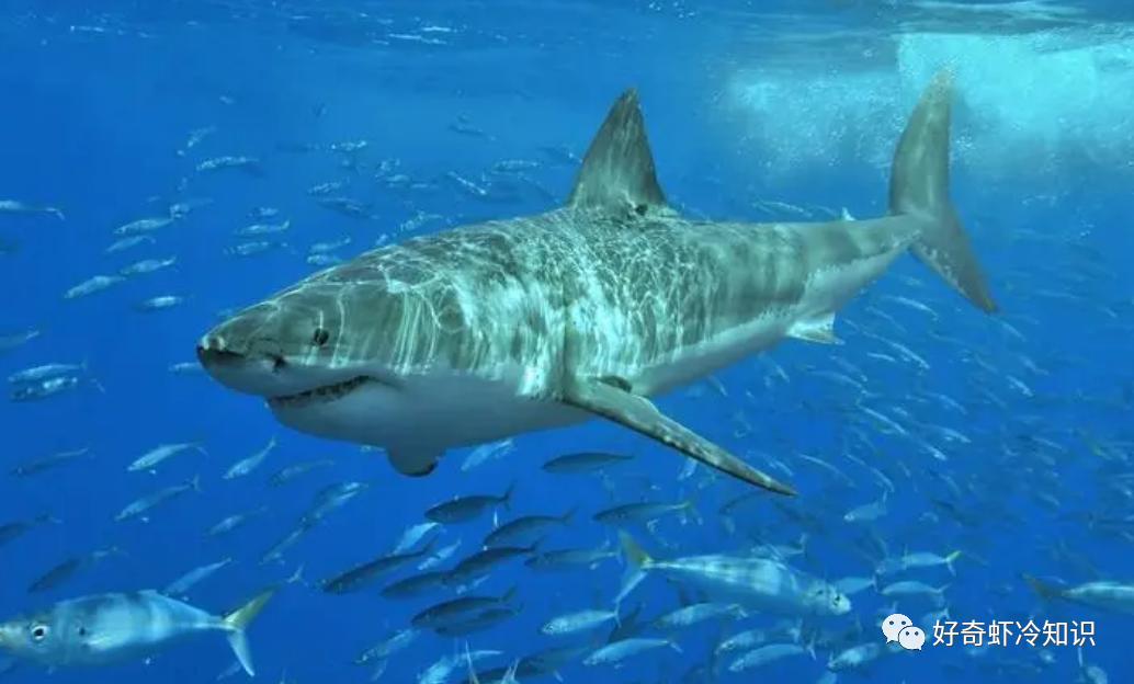 鱼类能发出声音?小朋友你是否有很多问好?飞在汽车里的苍蝇问题