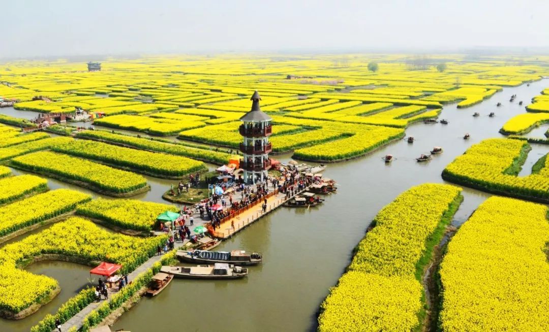 兴化千垛花海和盐城荷兰花海,江苏兴化苏北水乡