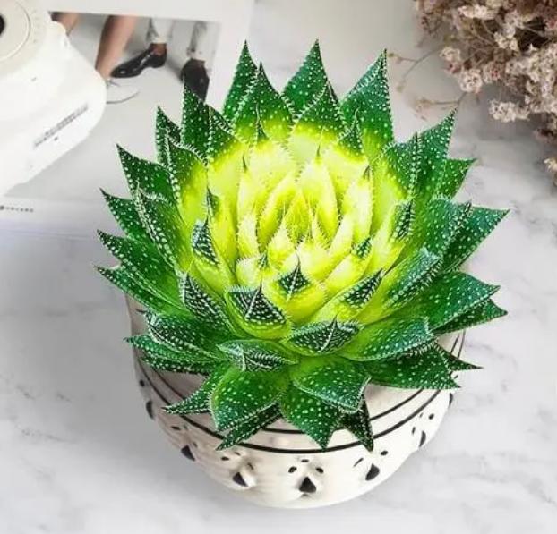 哪种绿植适合室内养对人体好,室内养绿植会增加负氧离子吗