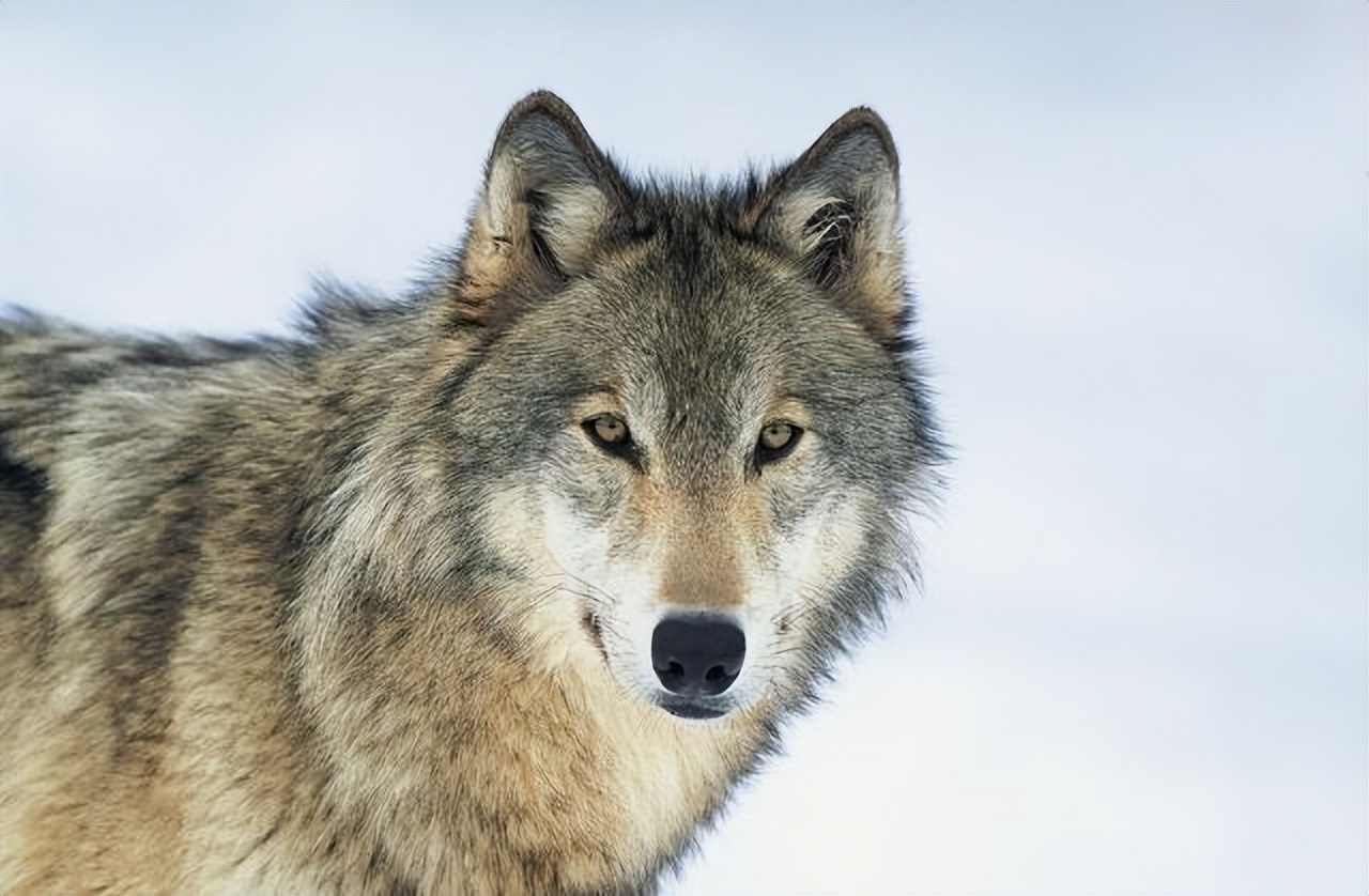 草原狼群杀马群,草原狼群杀人案