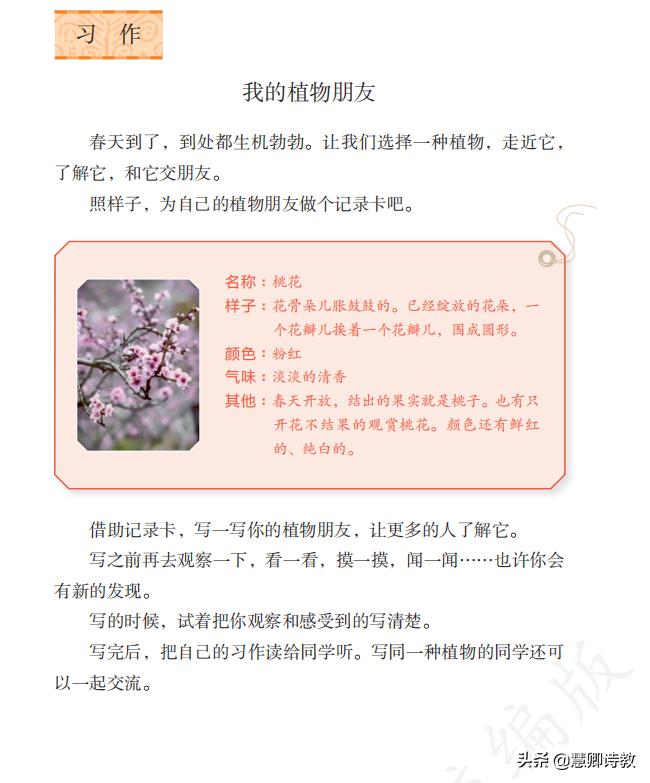 满分作文我的植物朋友三年级,满分作文我的植物朋友300字