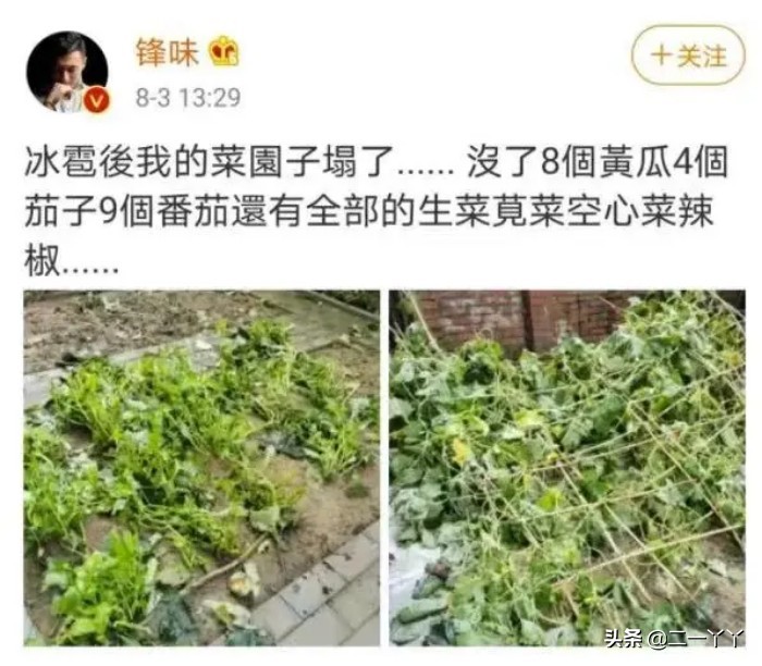 谢霆锋与王菲成功复合的四大原因,如何看待谢霆锋和王菲的爱情