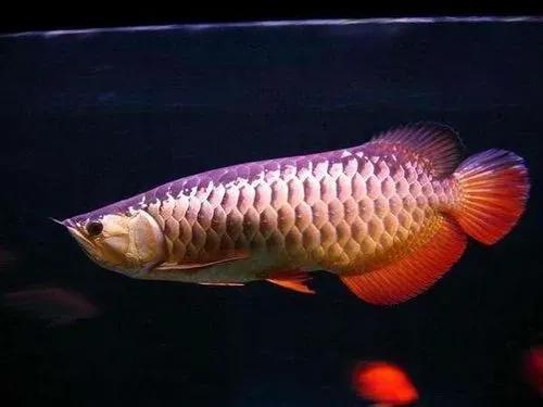 各种漂亮鱼的名称及图片,漂亮可爱的海水观赏鱼