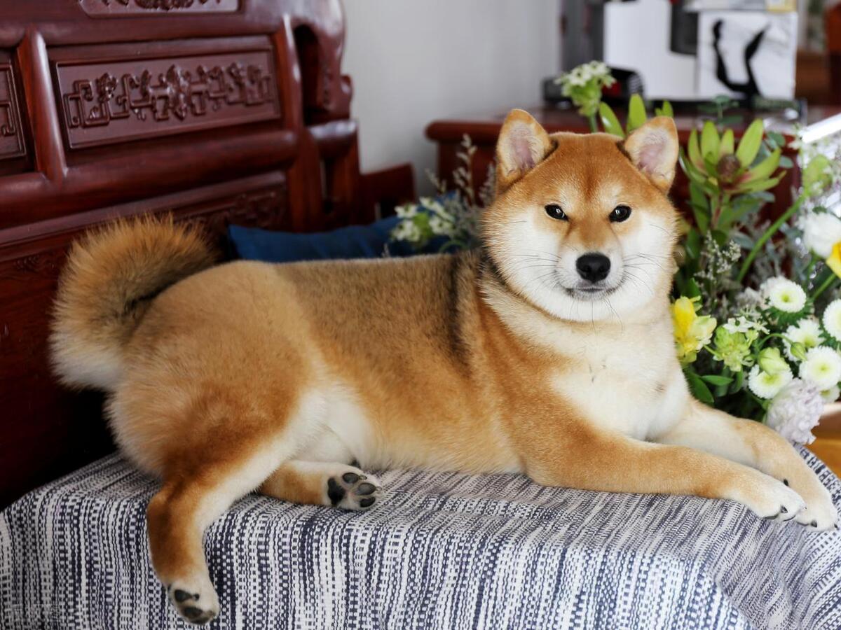 公认最爱干净的狗狗,世界公认十大新手最好养的狗狗