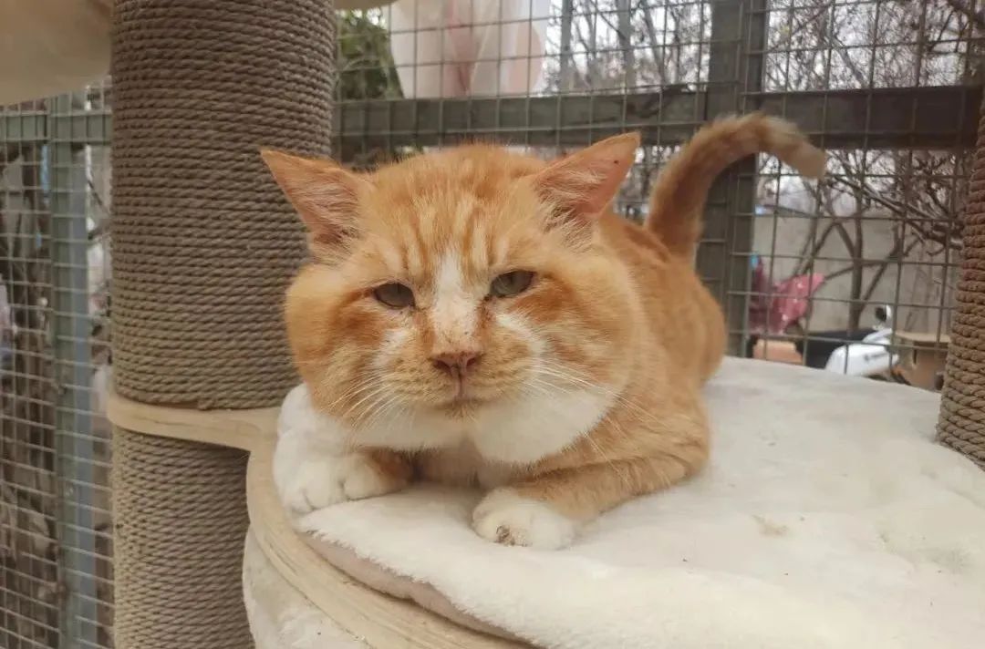 打遍猫群无敌手,猫中小霸王胖咪的幸福喵生