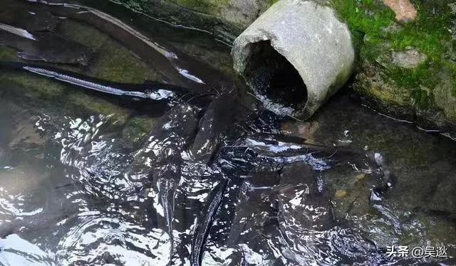 放生是否为了求功德,放生塘鲺的功德