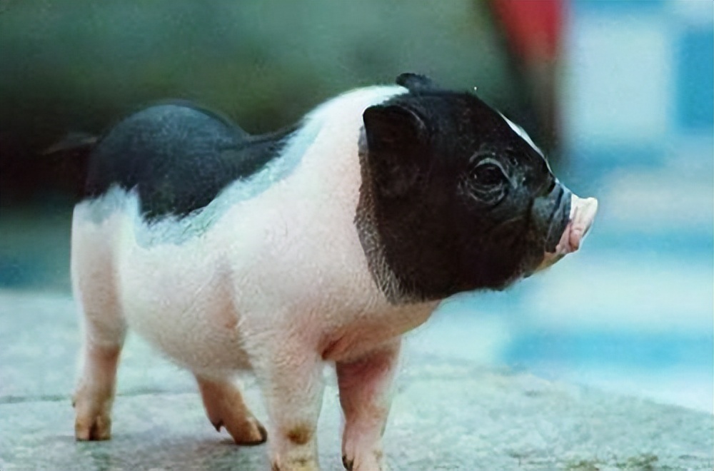 洋猪入侵:从千年养猪大国,到中华猪濒临灭绝,中国土猪怎么了?