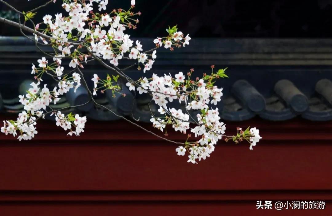 上海市八大免费赏樱地，去过一次的人，基本会再去第二次