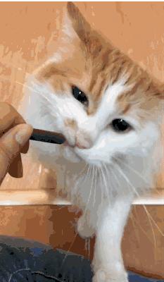 猫咪口臭什么原因怎么解决,猫咪口臭怎么办3大原因分析