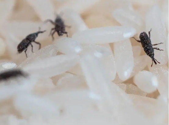 米店整袋大米生虫怎么去除,大米生虫米店老板教你一招