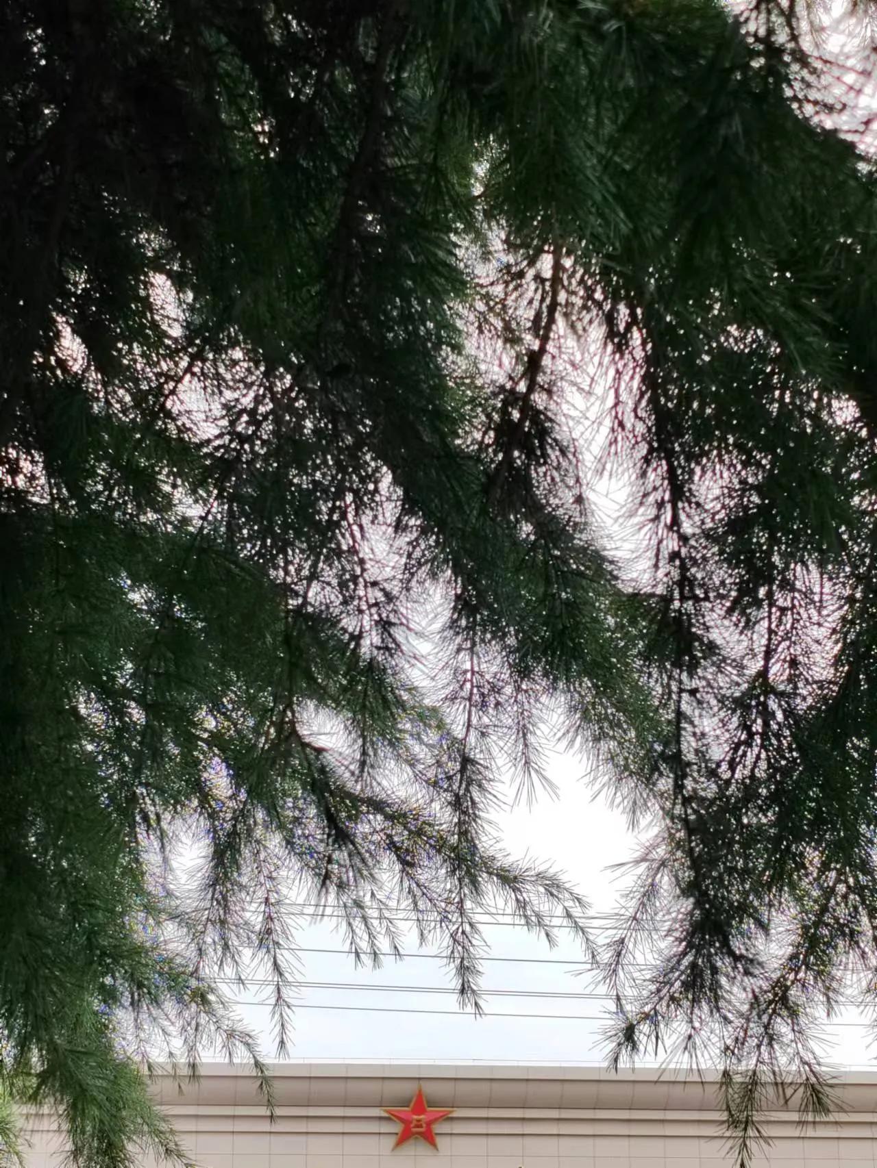 部队大院电视剧大全,部队大院电视剧推荐