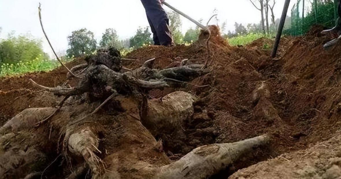 四川老汉挖出250斤人形树根,四川男子挖到人形树根