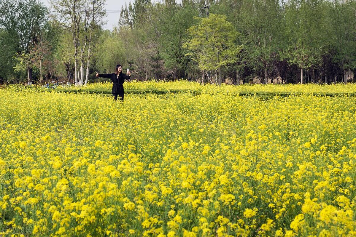 春游方案范文集合8篇,春游的方案