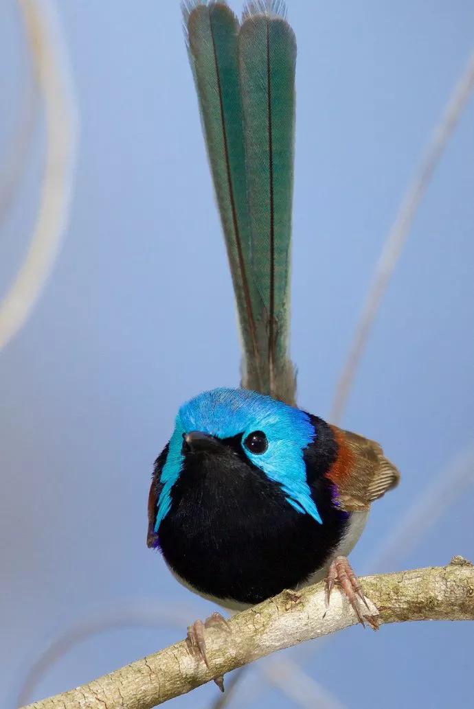 罕见绝美的小动物图片,罕见的动物有趣照片难得一见