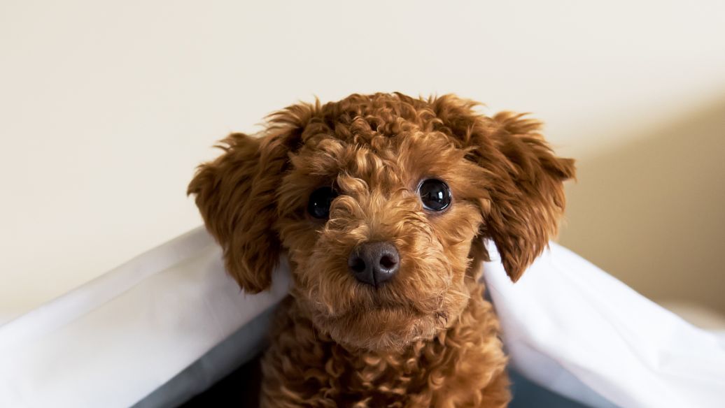 纯种泰迪和串串的区别,泰迪如何分辨纯种和串串