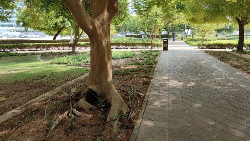 迪拜适合养什么植物,迪拜常见花草