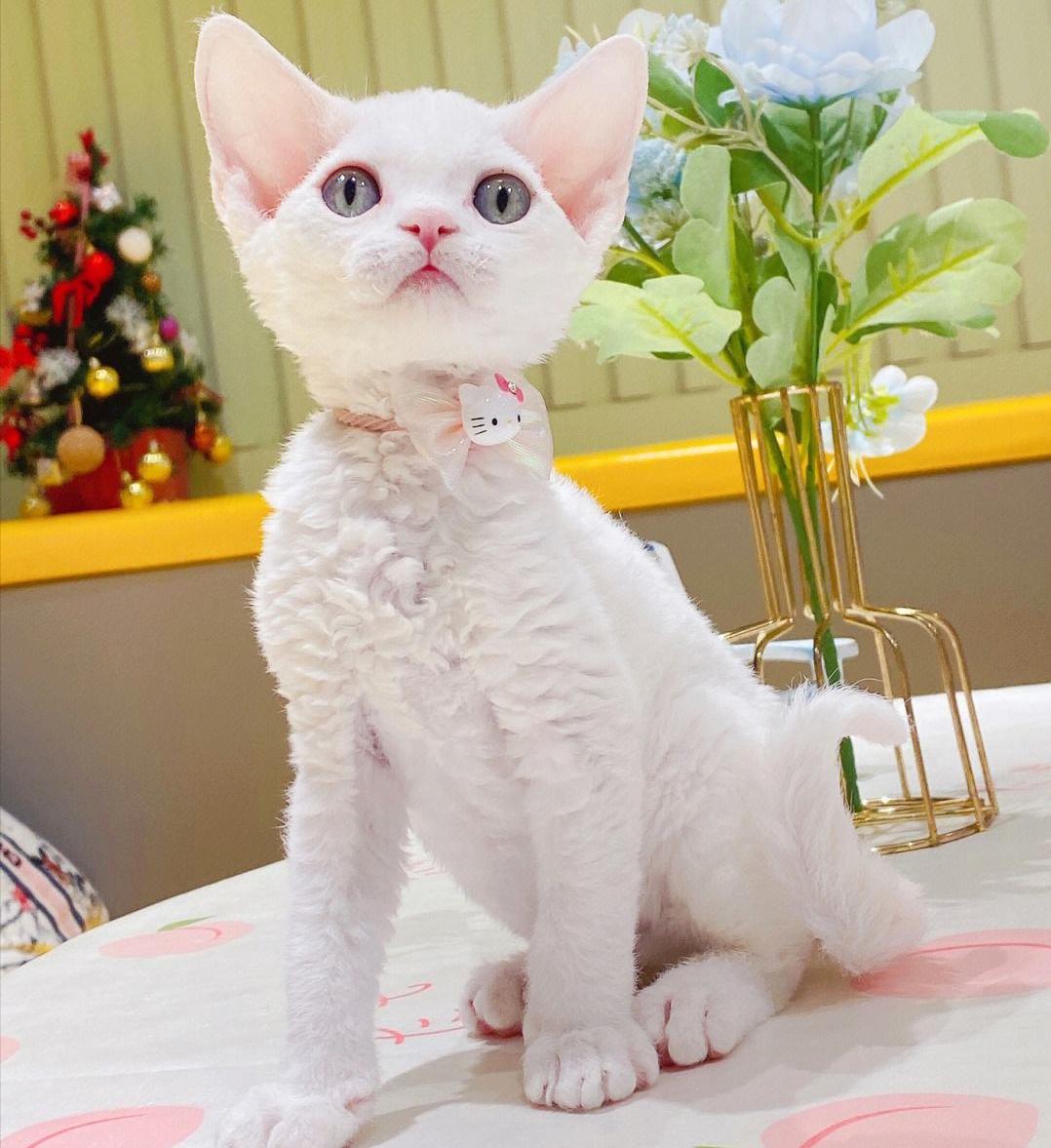 买猫费钱养猫更费钱,买猫到底好不好