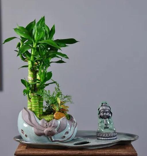 办公室适合摆放什么盆栽植物,老板摆放办公室十种最旺气的盆栽