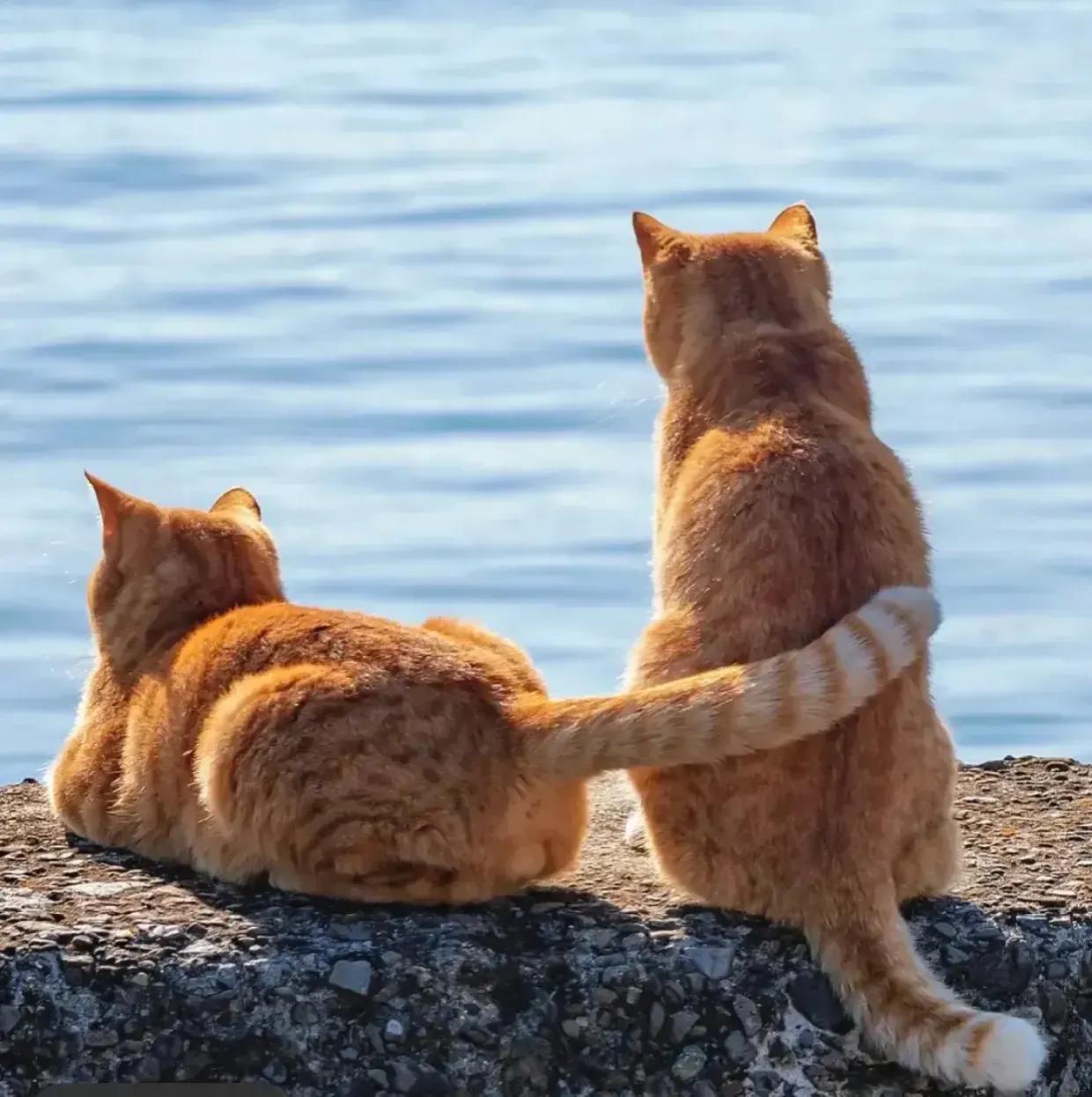 我的妈妈是位豪门保姆29,我的妈妈是位豪门保姆104