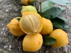 儿时野山竹,小时候的野山竹