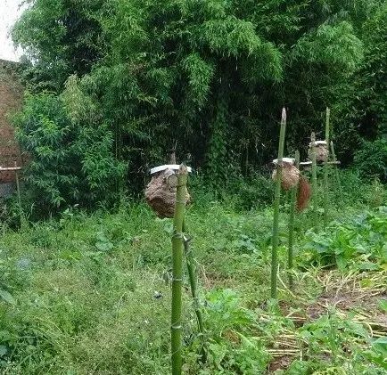 150元一斤，被叫做“天上人参”，被蛰很危险，却很好吃